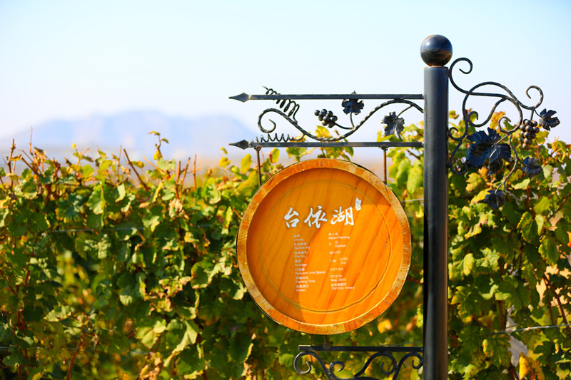台依湖中国最大的葡萄酒庄园